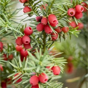 Yew Taxus baccata (AGM) Ball 12L